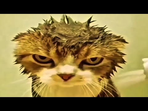 cats of the decade
