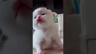 Vidéos d'animaux drôles 2022 😂 - Vidéos de chiens et de chats les plus drôles 😺😍 - Compilation