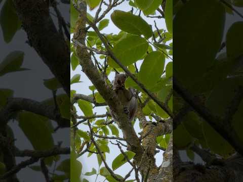 Squirrel On The Mission!