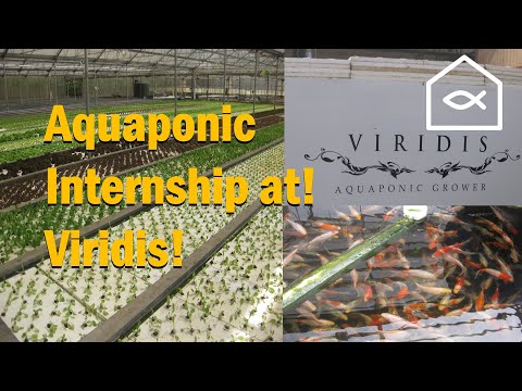 From Student to Farmer: What I Learned at Viridis Aquaponics (California 2014)