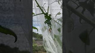 The Truth About Assassin Bugs In Your Garden