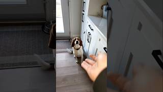 like the video for good luck, subscribe for wealth #beagle #prayer #shorts #dogs