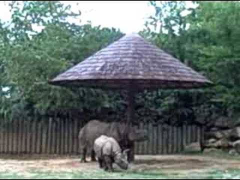 Jun 13 2008 - Indonesian Rhinoceros with baby.