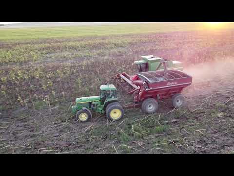 Sunflower harvesting
