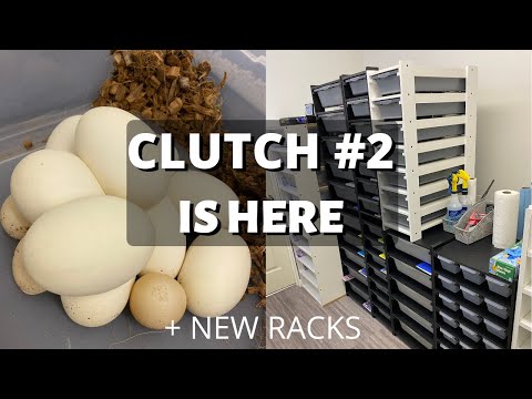 Ball Python Eggs and Reptile Room Update!