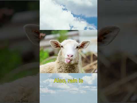 "Clouds Are NOT What You Think… (SHEEP CONSPIRACY) 🐑☁️ #Shorts"