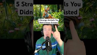 5 Strange Animals You Didn’t Know Existed 🦖 #strangeanimal #facts #animalfacts #FallintoShorts