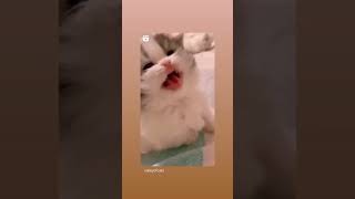 cute kitty meow | Kitty | Cute Stuff