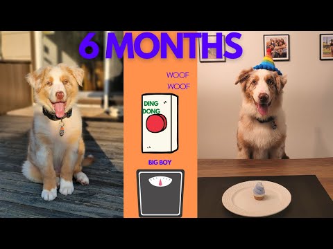 Australian Shepherd Update | Crate Training, Reactivity + More