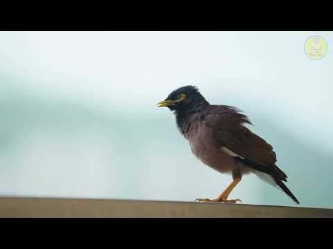 Vocalisation - Common Myna