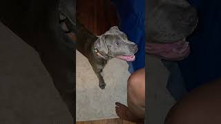 adoption any1? #fypシ゚viral #cutedog #pets #dogshortstrending #likesharecomment