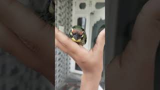 Bird Help video #shorts #birds #helpvideo #help  #birdslover