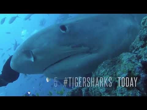 Dive trip to Fiji 2018 with Underwater Sports