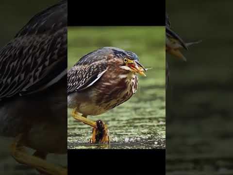 #birds #birdslover #music #remix