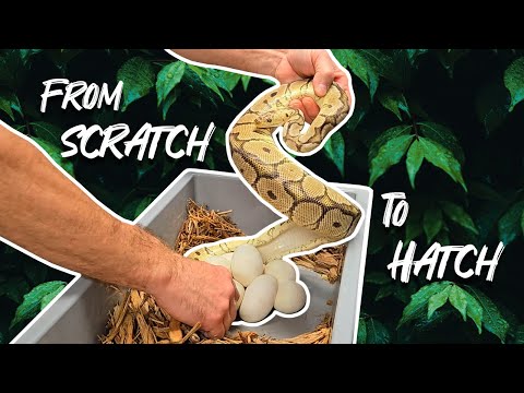 Starting up from scratch to hatch | How to breed ball pythons