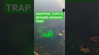 Snapping Turtle Invades Minnow Trap #getoutdoors #fishing #lake