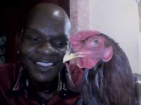 2017 the Fire Rooster Year