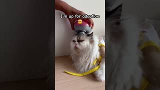 My cat want to be adopted 😥😻#catshorts #catlovers #cats #cutecat