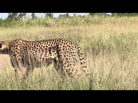 Big cats too are thrilling to see in Amboseli National Park.