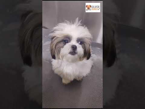 Silverbones  #petspa #petshop #petcareservices #shihtzus #petlovers#petgrooming  #pets #mysuru