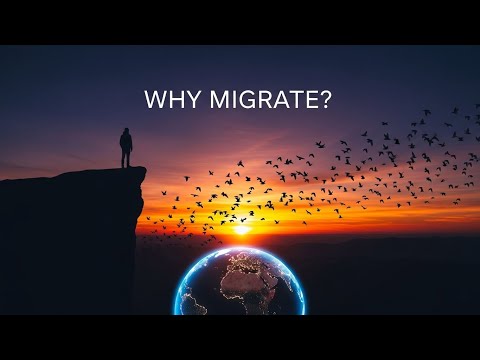 Why Do Birds Migrate Every Year The Science Behind Their Epic Journeys