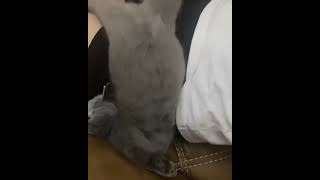 #cat_of_instagram Funny & Cute TikTok Cats & Dogs Compilation ( #YouTube #Shorts )