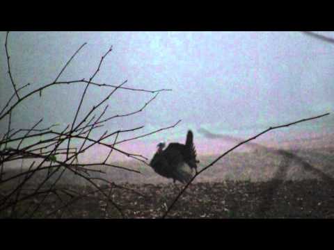 Prodigy Outdoors- throwback turkey