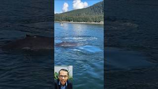 Whales Under the Rainbow: A Magical Show#WhaleWatching #OceanMagic #RainbowMoment #NatureSpectacle