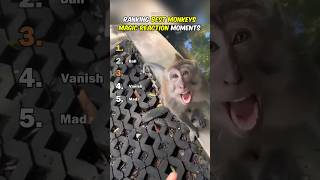 Ranking Best Monkeys Magic Reaction Moments