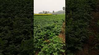 #Alookikheti#biharvillagelife#khetibari#sprayaloo#sarsokefasal#lovelyvillagelife#rabifasal#gaon
