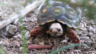 Parry Gripp - Turtle