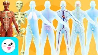 Human body organ systems for kids - Compilation
