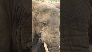 Wonders of the Animal Kingdom  Incredible Facts in 60 Seconds #mindblowingdiscovery #funfacts #facts