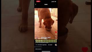 #music #251 #first_vlog_video_kaise_banaye #first_vlog_me_kya_bole max death, my dog #dogs #drawing