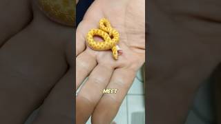 Drama Queen Snake!
