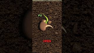 How A Plant Grows 😮