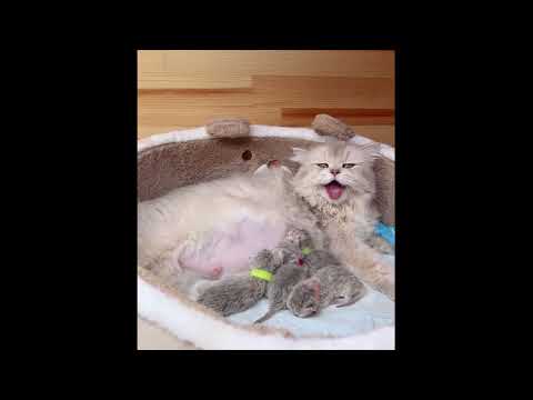 子猫の可愛さがあなたを癒してくれるよ ♥