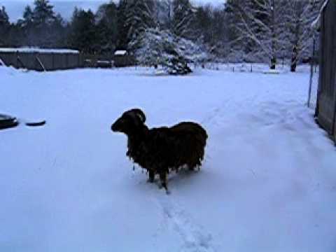 Snow Day for Bucky and Lemmy
