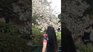 Spring Vibes in Japan #shorts