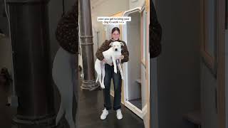 #ficollar #officegoals #officeculture #workculture #petfriendly