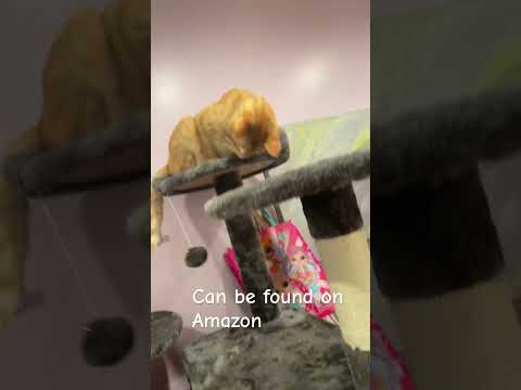 Cat tour pt. 6