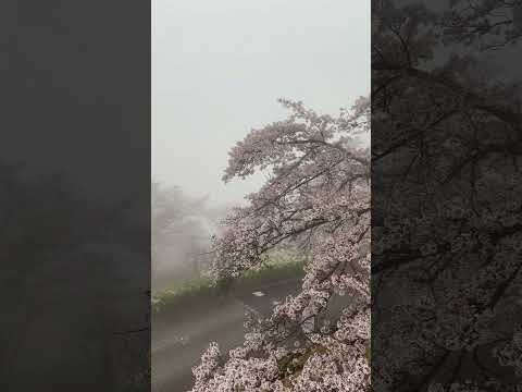 Cherry blossom in fog at Minoyama.