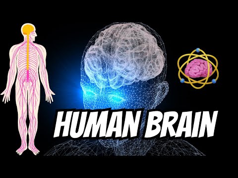 Human Brain I How it works? I Imagine