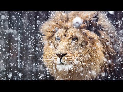 The Lion in Snow: A Winter's Tale