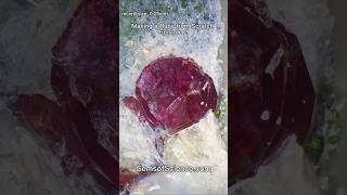 Making a Ruby from Scratch Episode 2! #ruby #gems #science #chemistry #crystals #gemstone