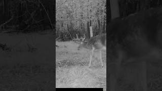 8-Point Buck Hits a Scrape at Night—Whitetail Deer Hunting 2025 #deer #shorts #wildlife #hunting