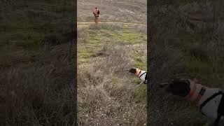 Beautiful Mongolian! #pheasanthunting #pheasants #gsp #pointer #huntingdog #birdhunt #birddog #hunt