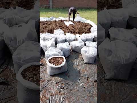 Button mushroom 🍄 Spawning Bag Filling @Mritunjay Rai