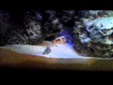 10 Gallon Nano Start up. Adding Live Sand.