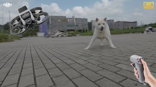 FPV  I  Chasing a dog  I  DJI  AVATA  I  RC MOTION2